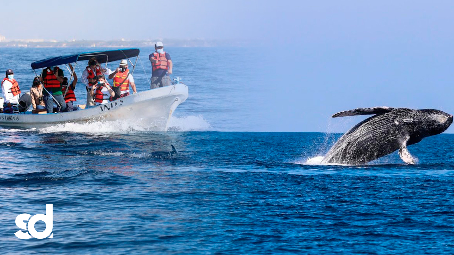 Temporada De Ballenas En Costa Salvadoreña Deja Escucharlas Cantar Bajo ...